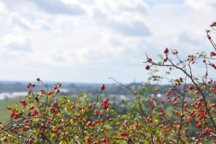 tn_DSC_1125